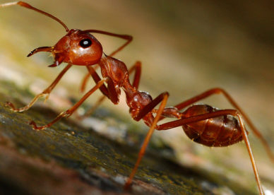 صور عن نمل النار الأحمر اللاسع في المنزل Red Fire Ants At Home-عالم الصور